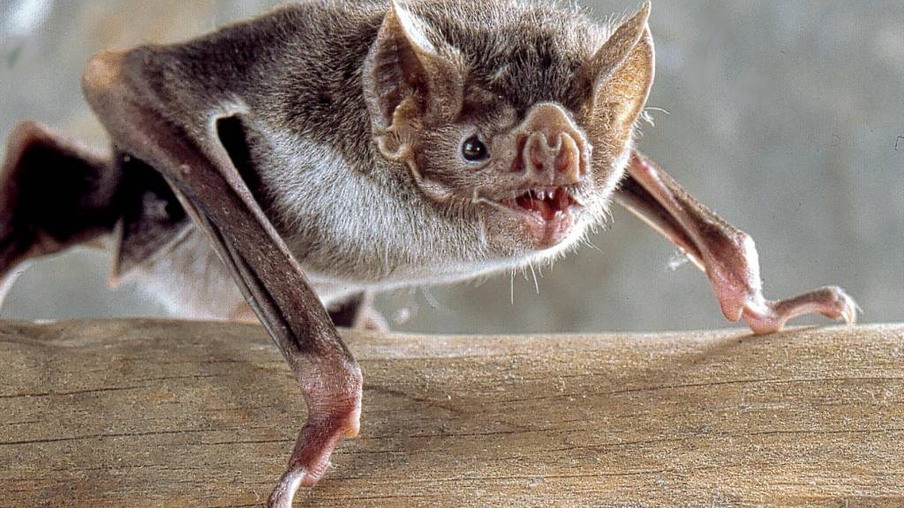 Morcego encontrado no bairro Brasília em Cascavel teve resultado positivo para raiva