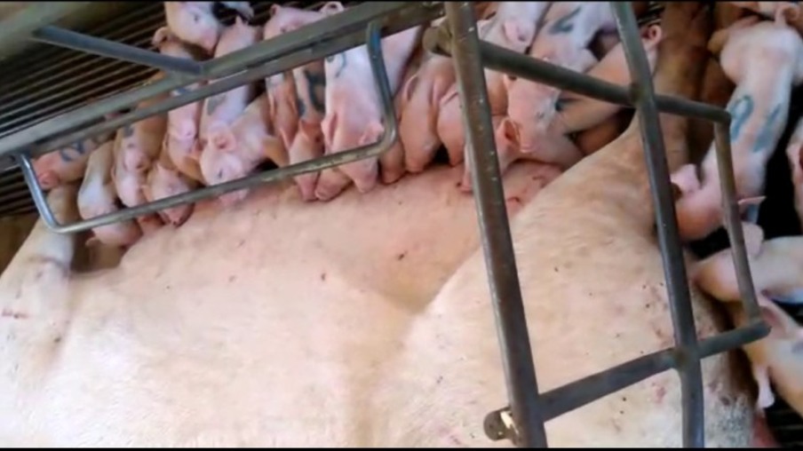 VÍDEO: Porca dá à luz a 36 leitões no interior de Santa Catarina