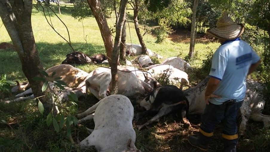 Raio mata 15 cabeças de gado no sul do Paraná