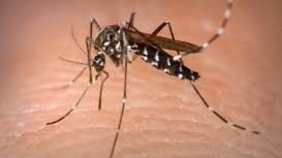 LIRAa aponta alta na infestação do mosquito adulto da dengue em Foz do Iguaçu