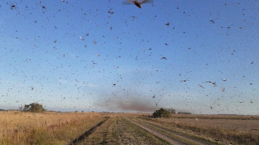 Nuvem de gafanhotos destrói lavoura de milho e assusta produtores da Argentina