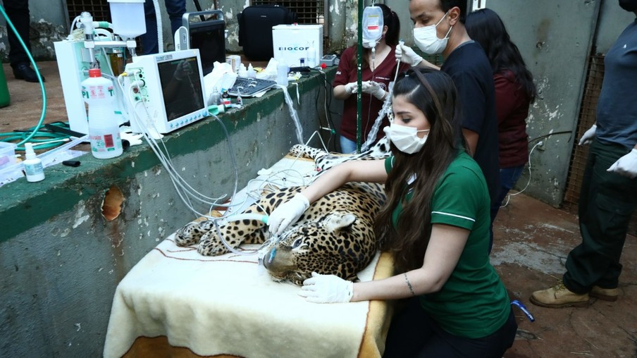 Felinos do Zoológico de Cascavel passam por exames