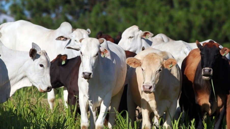 Argentina suspende exportação de carne bovina