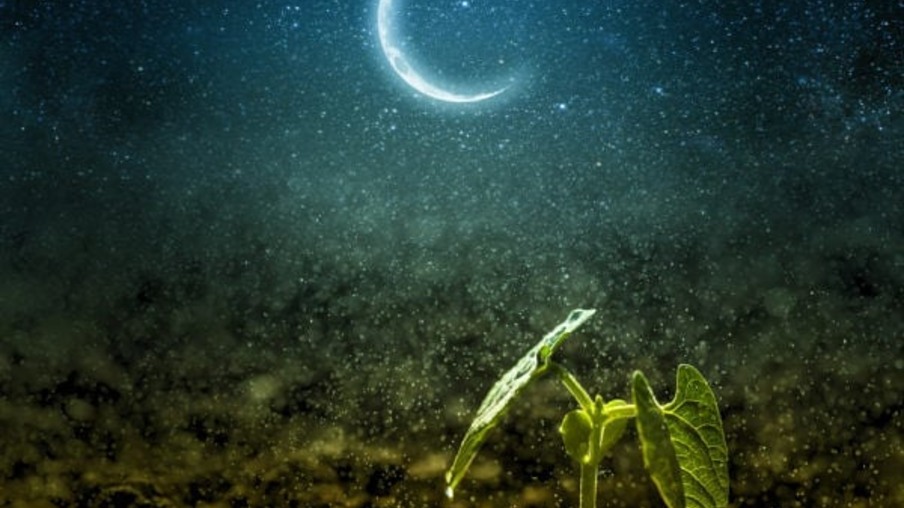 Como a Lua influencia o crescimento das plantas