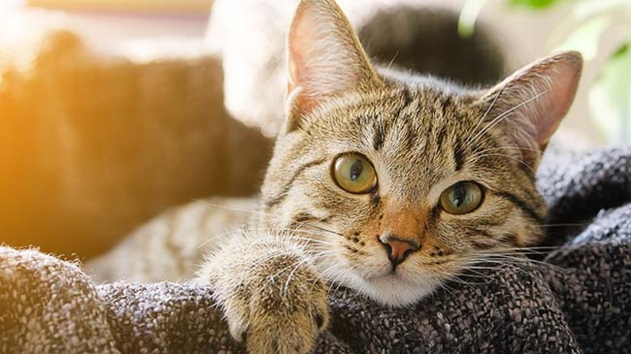 Gatos limpam energia negativa e são protetores espirituais? Descubra!