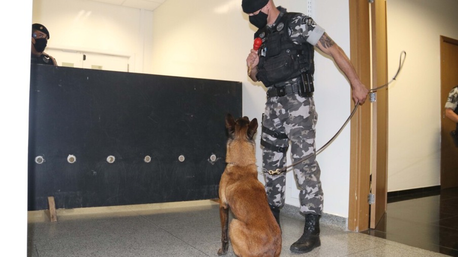 Polícia Científica e PM treinam cães de faro para encontrar novas drogas