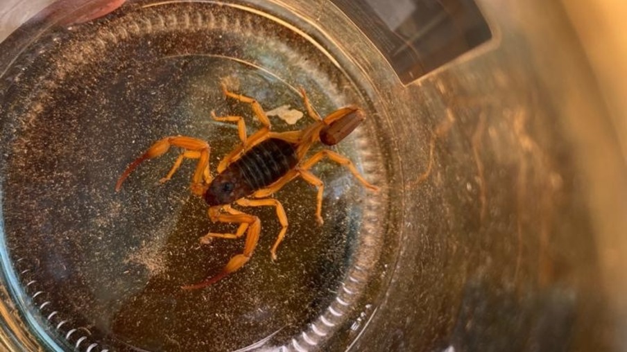 Moradora do interior de Maripá captura escorpião-amarelo, muito perigoso