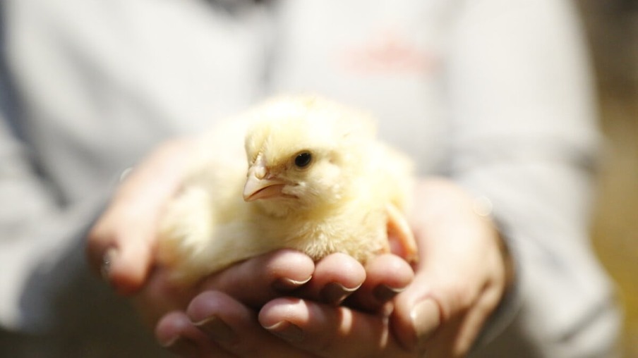 Soja e milho | Sem estoques e venda antecipada histórica, avicultura busca saída