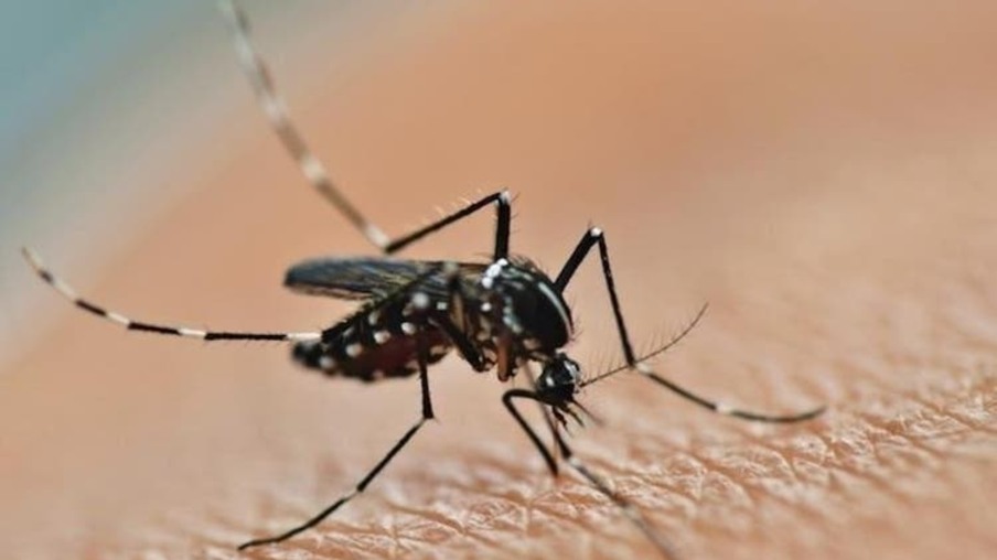 Paraná soma 1.251 casos de dengue desde agosto
