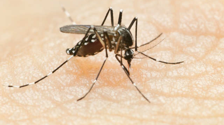 Estado registra 758 novos casos de dengue e um óbito pela doença