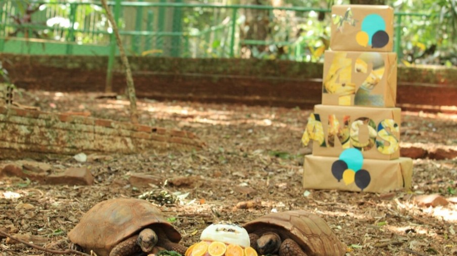Zoo completa 42 anos e animais ganham bolo de carne, frutas e legumes