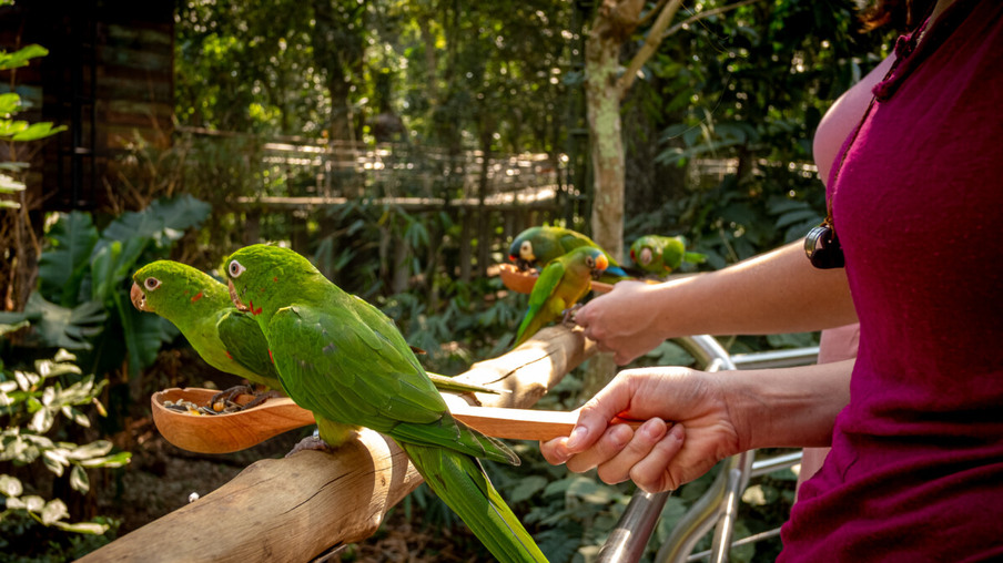Parque das Aves: Turistas podem alimentar periquitos