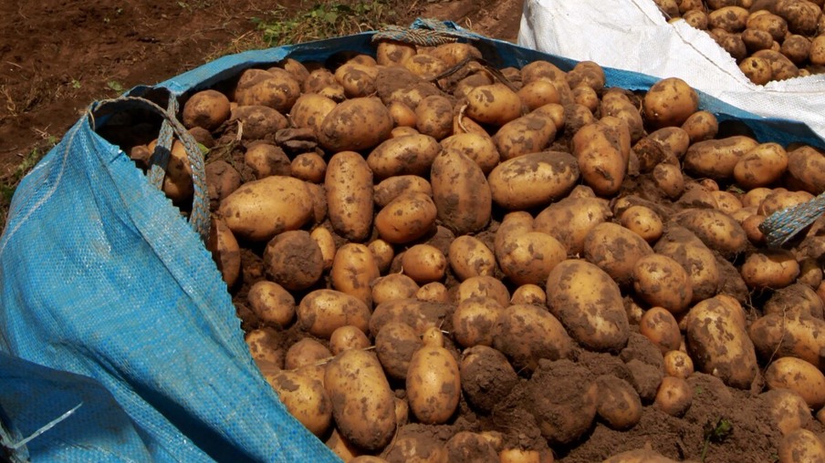 Boletim agropecuário destaca colheita e comércio de batata