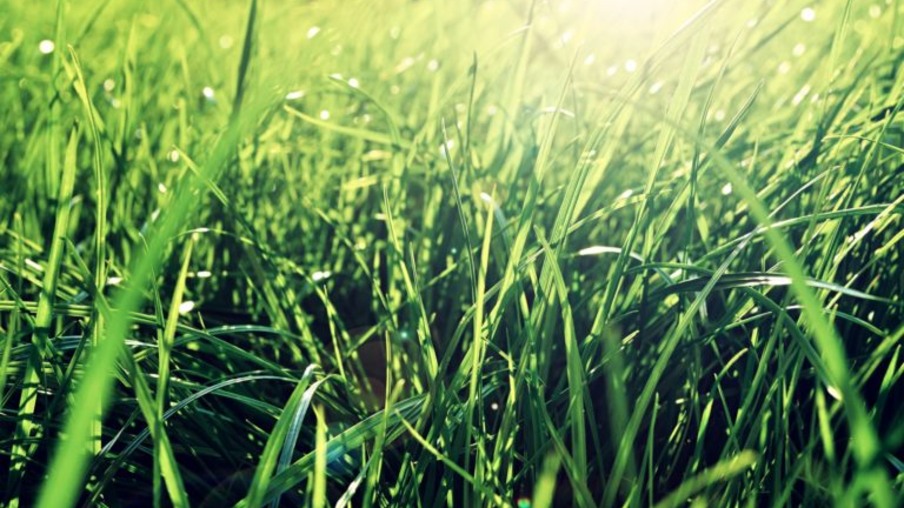 Summer grass background - closeup of fresh bright green grass on the lawn lit by shining sunbeams. Grass landscape, lowest point of shooting