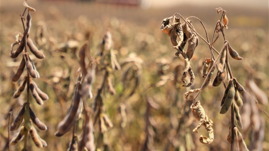 Colheita da soja avança no oeste; tecnologia ajuda a reduzir perdas