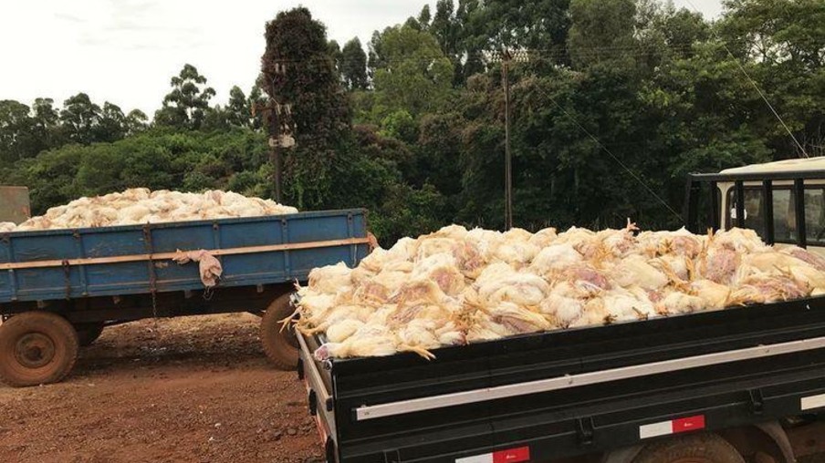 Produtor perde 15 toneladas de frango por falta de luz no interior de Cascavel