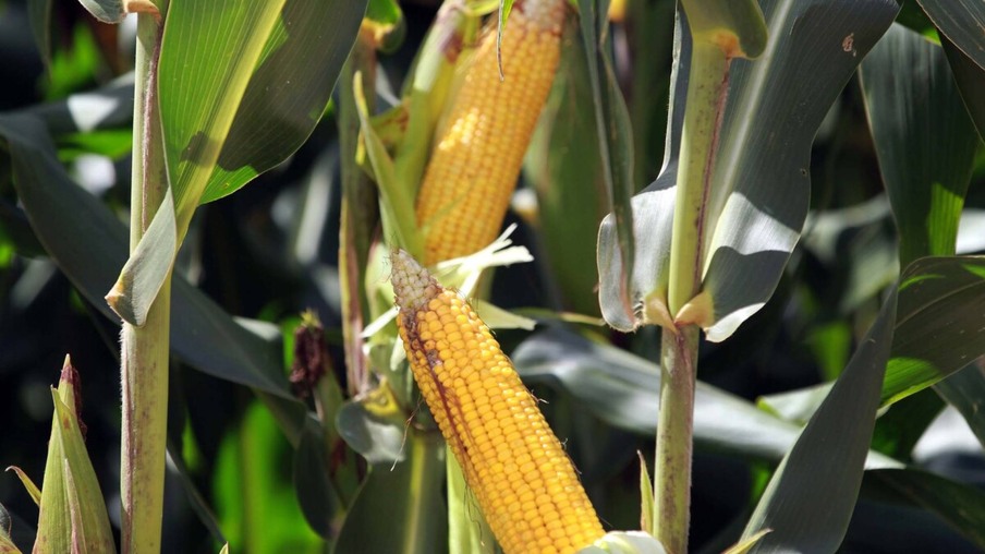 Deral indica que qualidade das lavouras de milho caiu novamente no Paraná