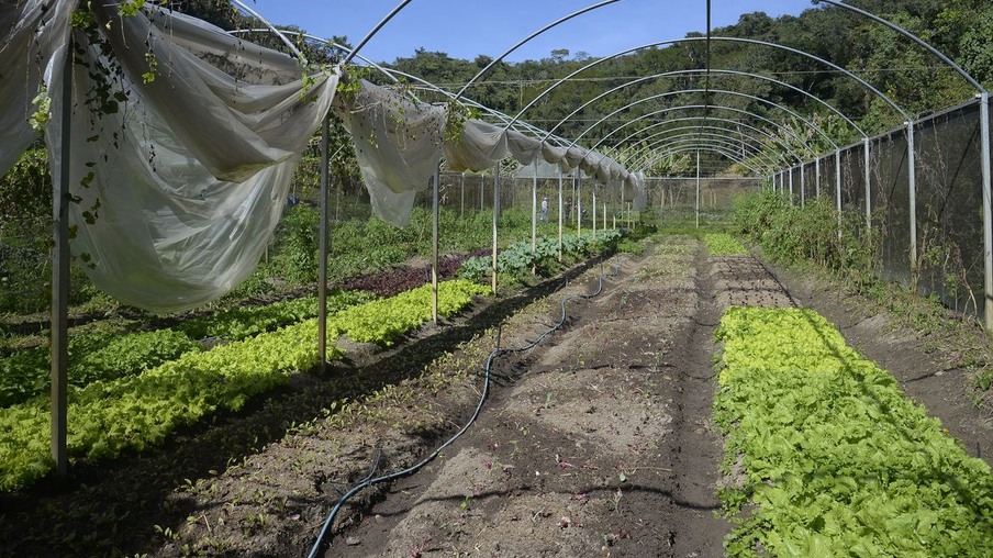 Horta na propriedade de Waldir Pollack em Paracatu de Baixo, distrito de Mariana, no local são cultivadas cerca de 40 variedades de hortaliças e legumes.