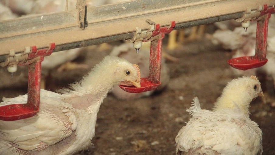 Com milho perto de R$ 110 a saca, avicultura faz novo apelo ao governo