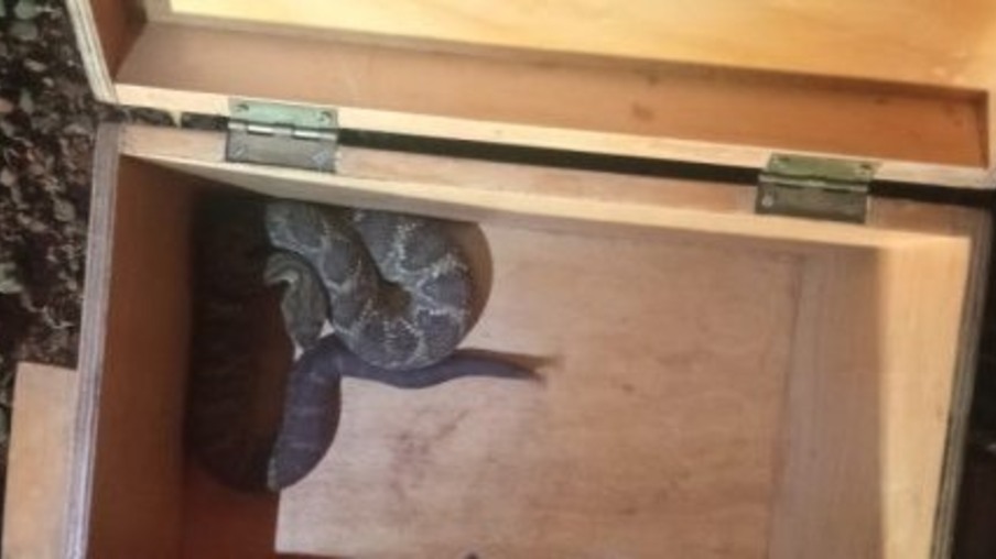 Gato alerta criança sobre presença de cobra cascavel em Santa Helena