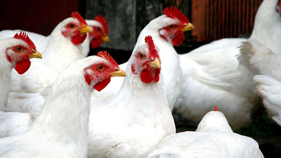 Inovação: Unioeste lança produto para combater pragas em aviários