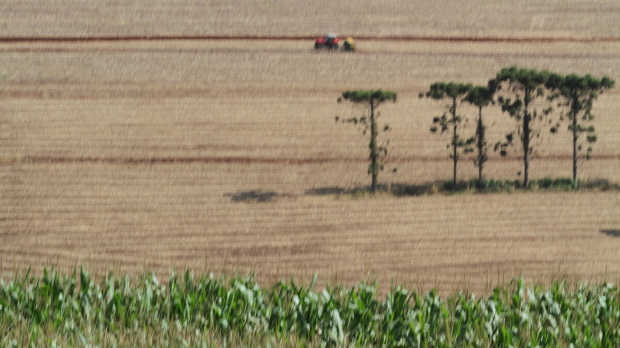 Com quebra de 13%, Paraná começa a colher a safrinha de milho