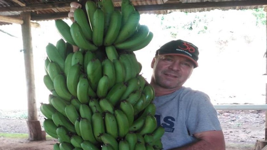 Cacho de Bananas com 42 kg vira atração no município de Renascença