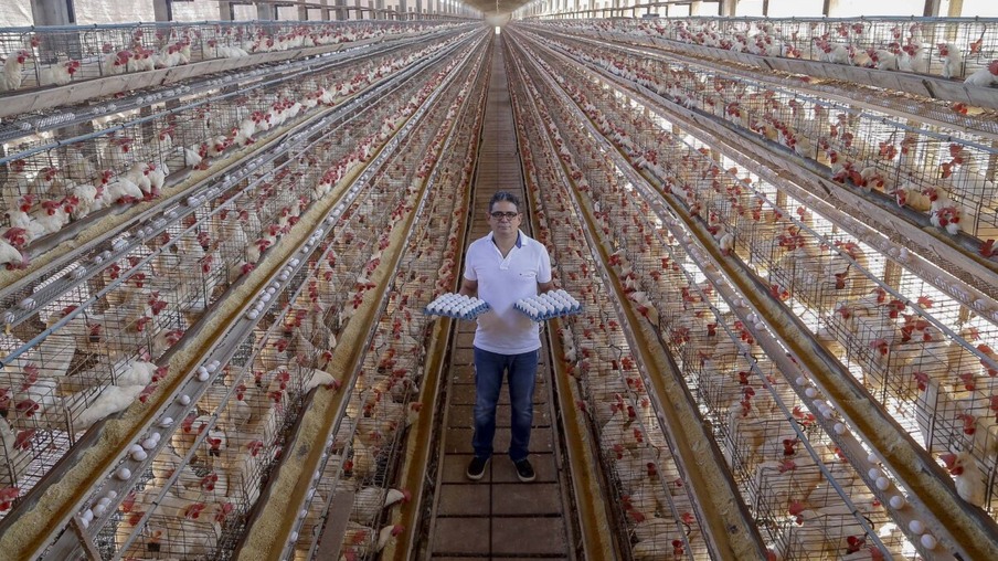 Produção de ovo - Granja feliz
Dirceu Pontalti Cortez
Arapongas-Pr
Gilson Abreu/AEN