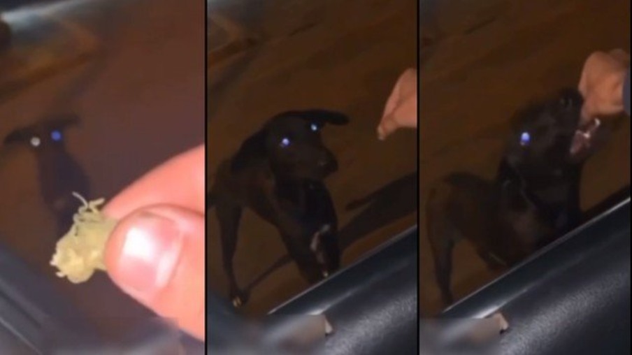 VÍDEO: Polícia identifica casal que deu maconha para cachorro em Cascavel