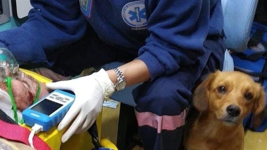 Cachorro invade hospital duas vezes para ficar ao lado do dono atropelado em Foz