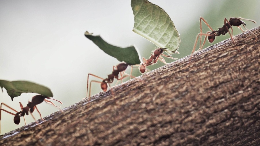 Infestação de formigas cortadeiras é crítica e Cascavel estuda lei para obrigar controle