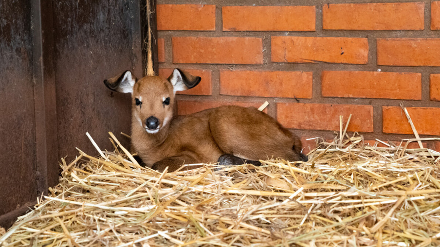 Nascimento de cervo-do-pantanal dá continuidade ao programa de reprodução da espécie no Refúgio da Itaipu