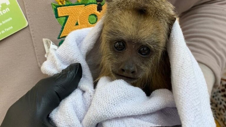 Bebê bugio ruivo nasce no zoológico de Cascavel; Ajude na escolha do nome