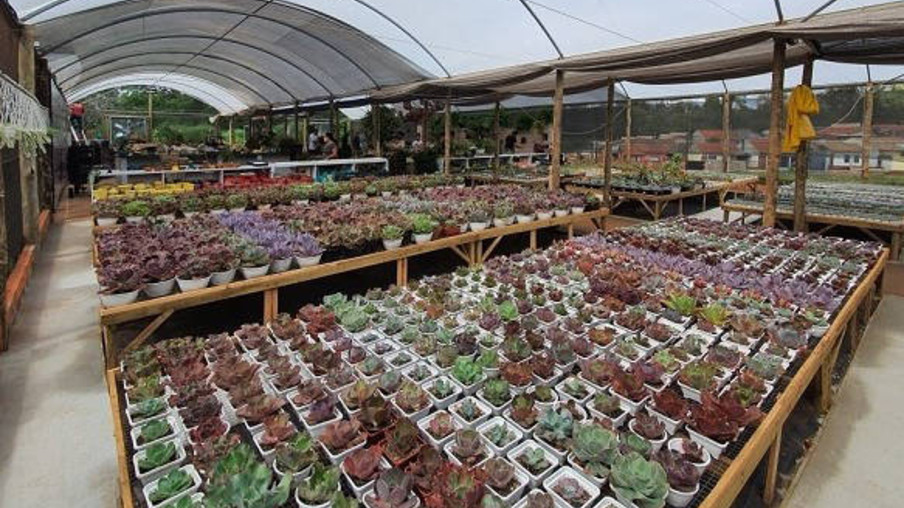 Cultivo de plantas ornamentais vira negócio e gera empregos em Cianorte