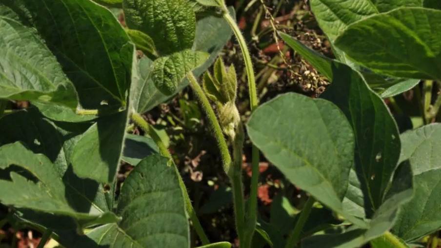 Estudos da UEL avaliam resistência de pragas da soja a defensivos agrícolas