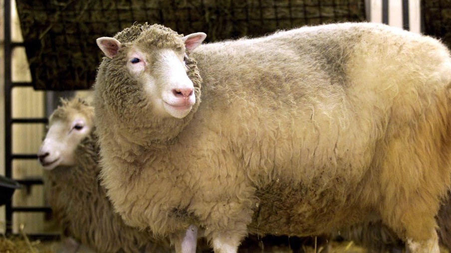 The world's first clone of an adult animal, Dolly the sheep, bleats at photographers during a photocall at the Roslin Institue in Edinburgh January 4, 2002. [Dolly created by Wilmut and his team of genetic scientists at the Roslin Institute in Edinburgh in 1996 has arthritis in her left hind leg at the hip and the knee.]