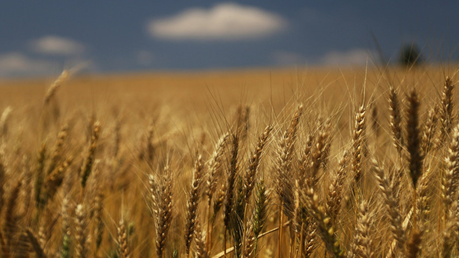 Llavoura de trigo, na região de Umuarama.
Foto: José fernando Ogura