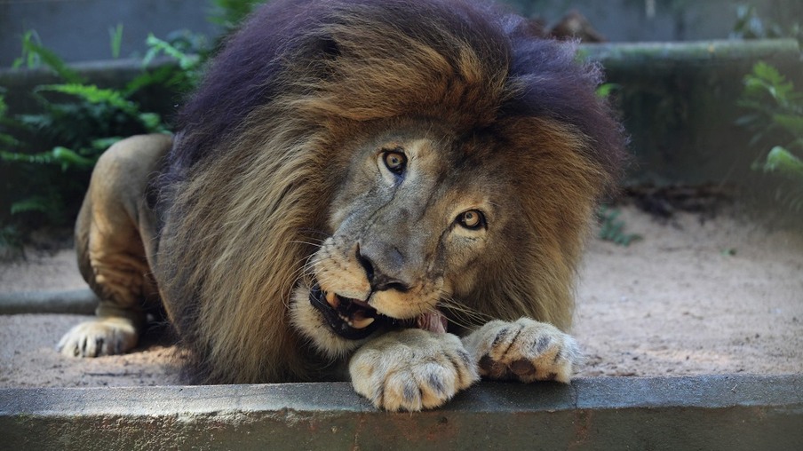 Morre os 26 anos o Leão Gaúcho do Zoo de Cascavel