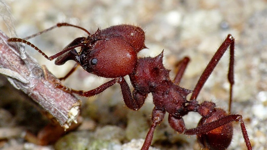 Formigas gigantes invadem cidades no Paraná
