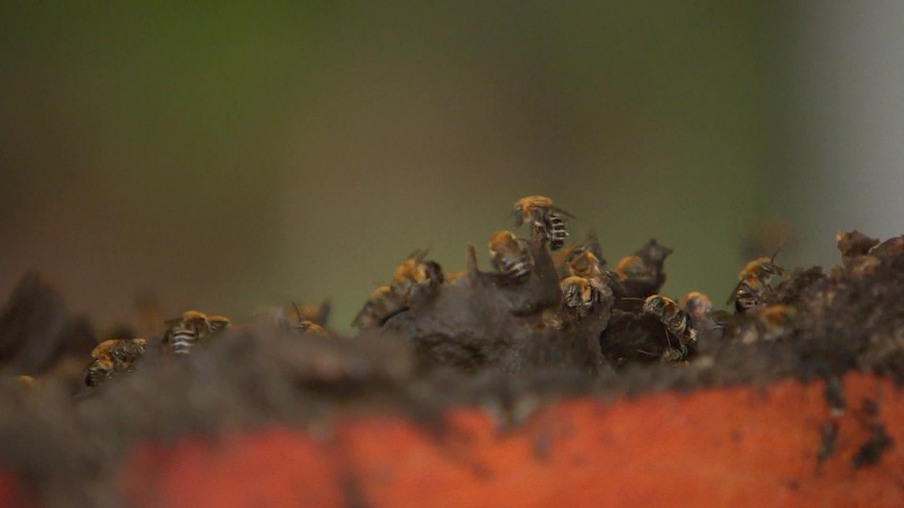 Após ataque de abelhas, duas pessoas são socorridas, dois cachorros morrem e um fica ferido, em Cascavel