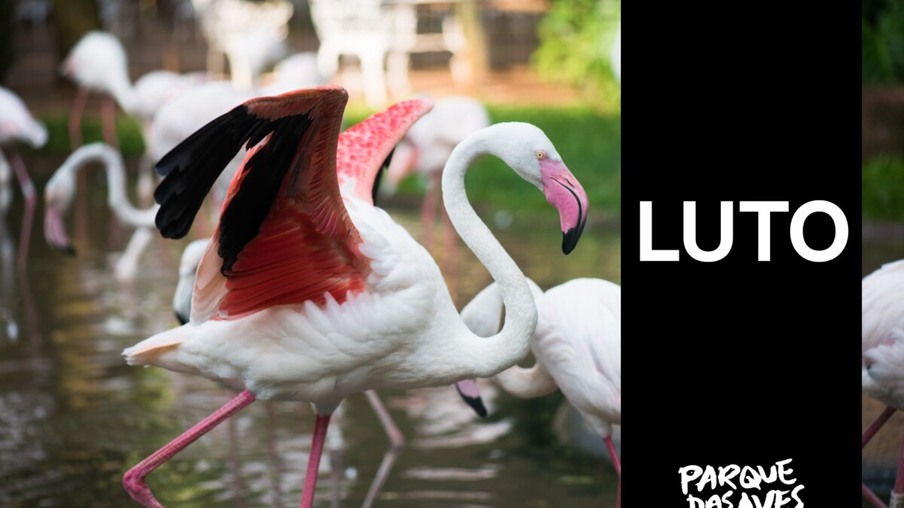 Em rede social, Parque das Aves emite nota sobre a perda dos 172 flamingos