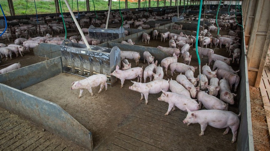 Granja de suínos, Suinocultura, porcos,suínos