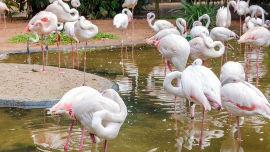 Dois dos quatro flamingos sobreviventes ao ataque das onças morrem um dia depois