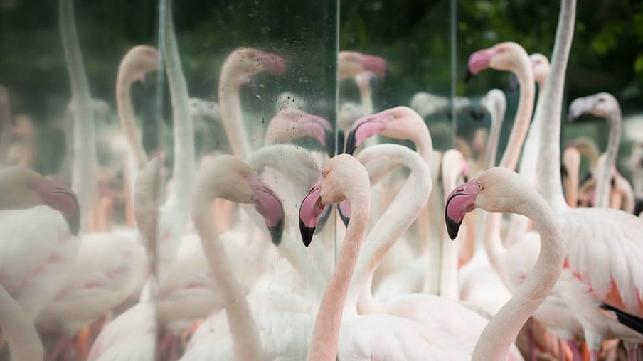 Parque das Aves, em Foz do Iguaçu, reabre nessa sexta (12) após morte de 174 flamingos