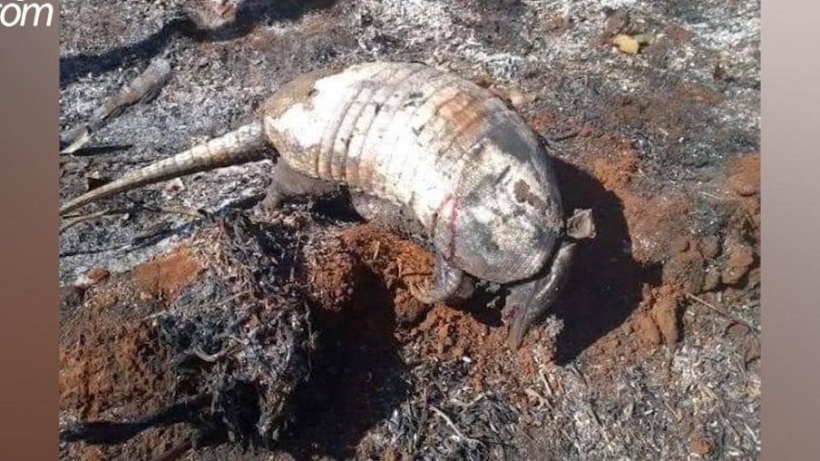Animais morrem carbonizados em queimadas na área de preservação ambiental em Quedas do Iguaçu