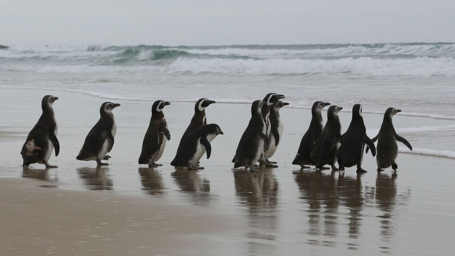 pinguins em reabilitação