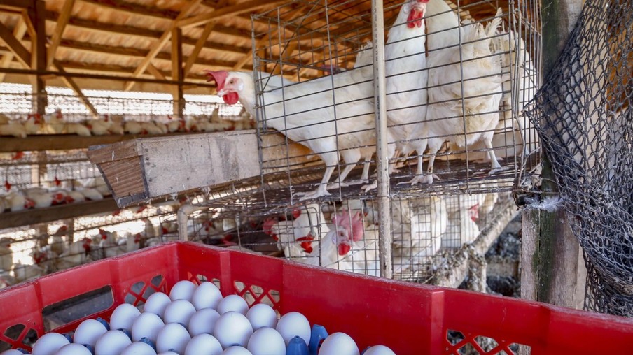 Produção de ovos- Granja feliz - 04-2021

Arapongas-Pr
Gilson Abreu/AEN