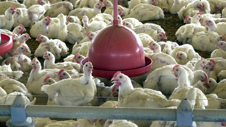 Abate de frangos e suínos no Brasil registra recorde, diz IBGE