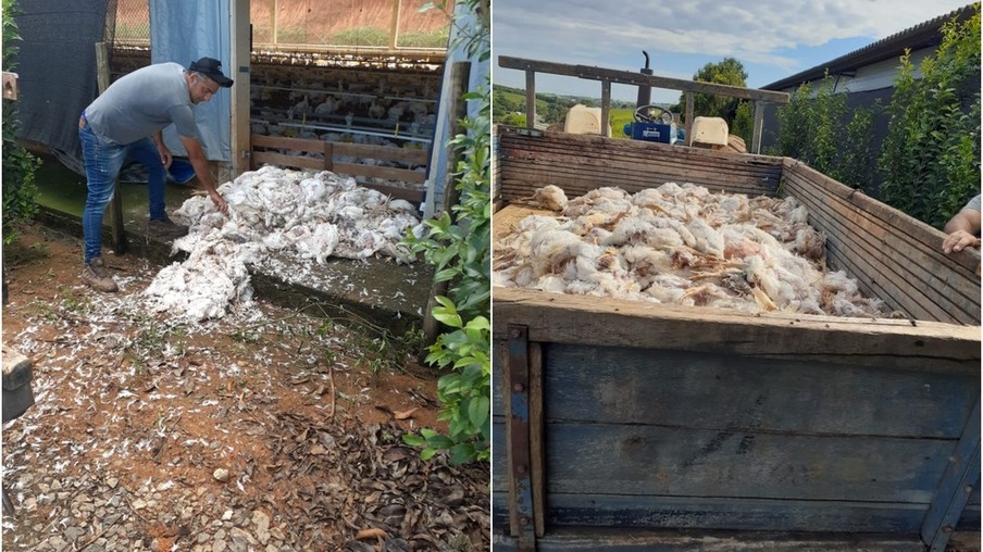 Produtor Rural perde mais de 15 mil frangos após queda de energia no Distrito de São João do Oeste