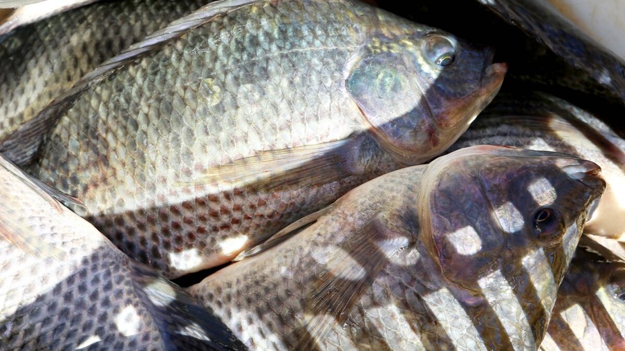 Paraná aumenta produção de peixes em 9,3% e mantém liderança nacional
